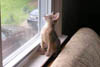 blue kitten looking out window