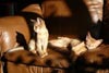 Two kittens on couch in sun